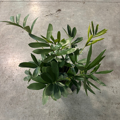 8" Zamia Furfuracea Cardboard Palm